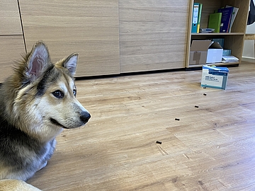 Kitahündin Luna aus dem FRÖBEL-Kindergarten Pusdorf in Bremen - anfangs skeptisch, konnte sie der Leckerli-Spur nicht lange widerstehen und absolvierte bravourös ihren ersten Corona-Schnelltest. 