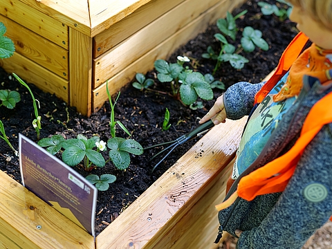 Ein Mädchen gräbt die Erde um
