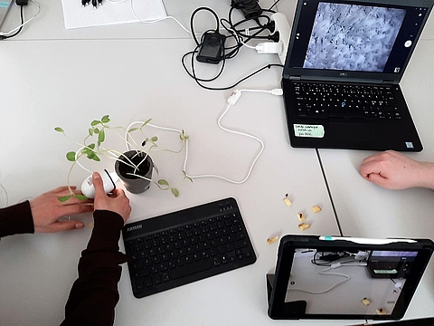 Auf dem Tisch stehen ein Notebook und ein Tablet. Auf den Monitoren sind die Aufnahmen von Mikroskop-Kameras zu sehen, mit denen gerade die Blätter von Zimmerpflanzen untersucht werden.